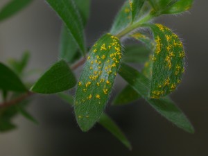 Myrtle rust pustules on Mewlaleuca quinquinervia (Photo L. Morin, CSIRO)