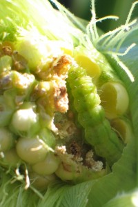 Helicoverpa armigera larva in maize (Photo Tek Tay, CSIRO)