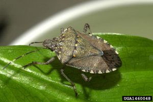 Brown marmorated stink bug